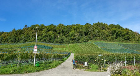 Südseite des Mont Vully mit den Weingärten